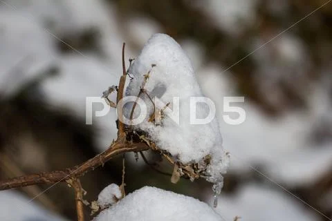Snow on tree branches. macro Stock Photos