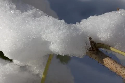 Snow on tree branches. macro Stock Photos