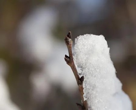 Snow on tree branches. macro Stock Photos