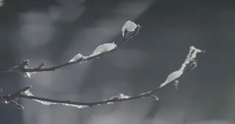 Snow on Tree Branches Melting Slowly Water Drip Stock Footage 220586994
