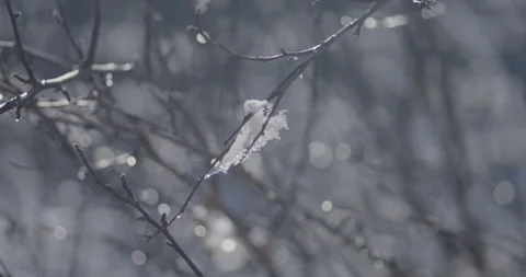 Snow on Tree Branches Melting Slowly Water Drip Stockbeeldmateriaal 220880536