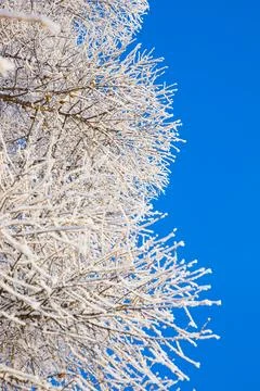 Snow tree branches or tree crown on blue sky. Winter frosty sunny day textu.. Stock Photos