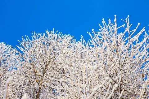 Snow tree branches or tree crown on blue sky. Winter frosty sunny day texture Stock Photos