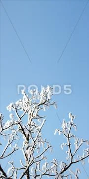 Snow on tree branches Stock Photos