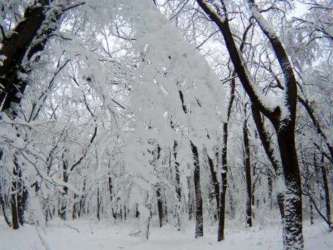 Snow on tree branches Stock Photos