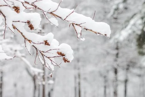 Snow on tree branches Stock Photos