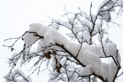 Snow on the tree branches. Stock Photos