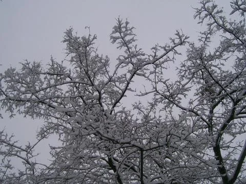 Snow on tree branches Stock Photos