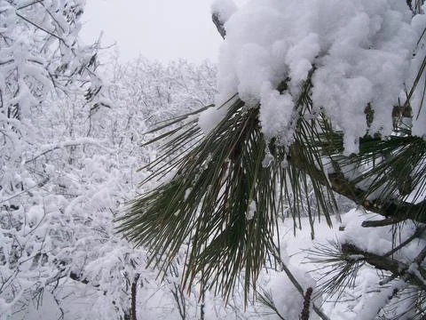 Snow on tree branches Stock Photos