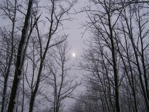 Snow on tree branches Stock-Fotos