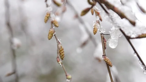 Snow on tree branches, slowly melting, slow motion, stock video Stock Footage 87865167