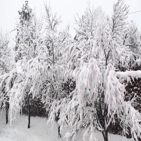 Snow on tree branches at snowy cold winter season Stock Footage 69497249