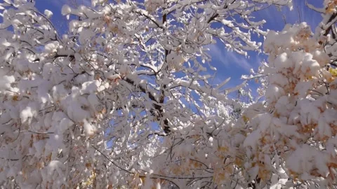 Snow on tree branches under clear sky Stock Footage 318541163