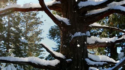 Snow On Tree Branches in Winter Forest Stock Footage 8971433
