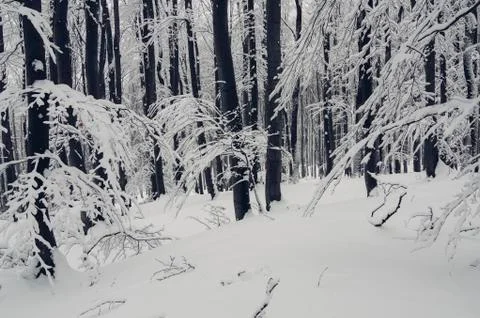Snow on tree branches in winter forest landscape Stock-Fotos