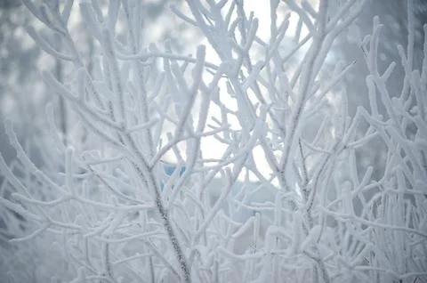 Snow tree branches. winter Stock Photos