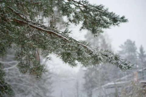 Snow tree branches. winter Stock Photos