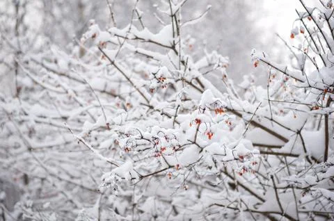 Snow tree branches winter Stock Photos
