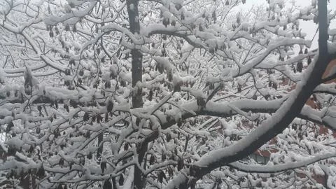 Snow on tree branches in winter snowfall season in month of december and janu Stock Photos