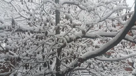 Snow on tree branches in winter snowfall season in month of december and janu Foto stock