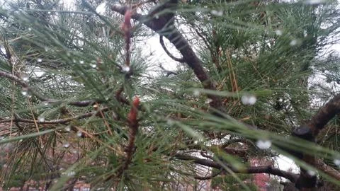 Snow on tree branches in winter snowfall Foto stock