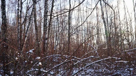 Snow on the tree branches. winter view of trees covered with snow. Stock Footage 99046628