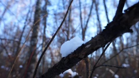 Snow on the tree branches. winter view of trees covered with snow. Stock Footage 99046633