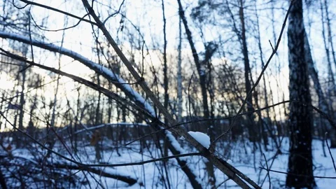 Snow on the tree branches. winter view of trees covered with snow. Stock Footage 99046673