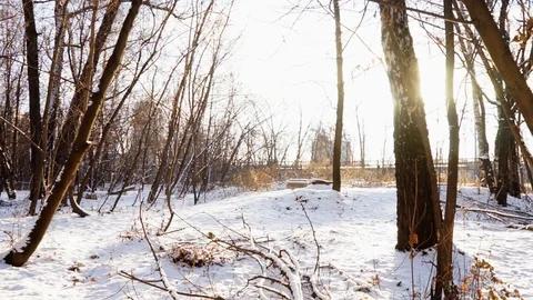 Snow on the tree branches. winter view of trees covered with snow. Stock Footage 99046687