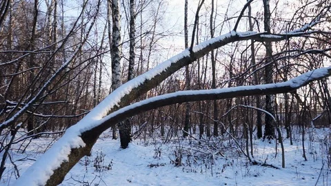 Snow on the tree branches. winter view of trees covered with snow. Stock Footage 99046721