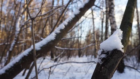 Snow on the tree branches. winter view of trees covered with snow. Stock Footage 99046731
