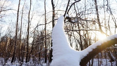 Snow on the tree branches. winter view of trees covered with snow. Stock Footage 99046733