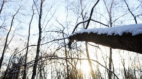 Snow on the tree branches. winter view of trees covered with snow. Stock Footage 99046736
