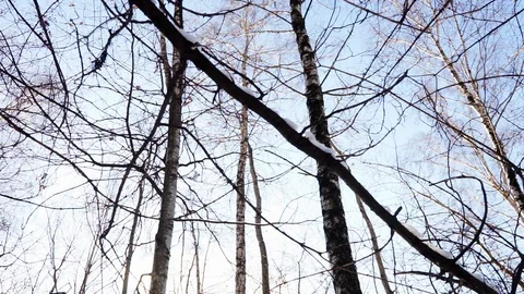 Snow on the tree branches. winter view of trees covered with snow. Stock Footage 99046750