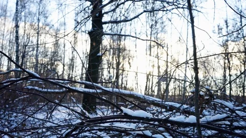 Snow on the tree branches. winter view of trees covered with snow. Stock Footage 99046756