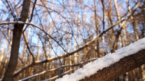 Snow on the tree branches. winter view of trees covered with snow. Stock Footage 99046761