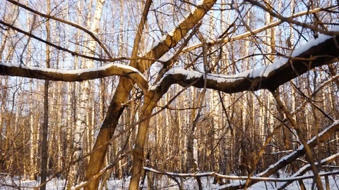 Snow on the tree branches. winter view of trees covered with snow. Stock Footage 99046766