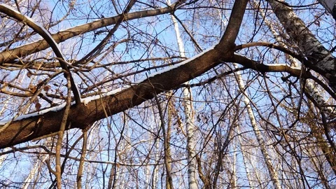 Snow on the tree branches. winter view of trees covered with snow. Stock Footage 99046774