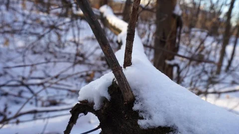 Snow on the tree branches. winter view of trees covered with snow. Stock Footage 99046793