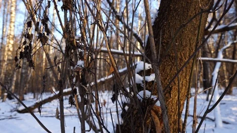 Snow on the tree branches. winter view of trees covered with snow. Stock Footage 99046800