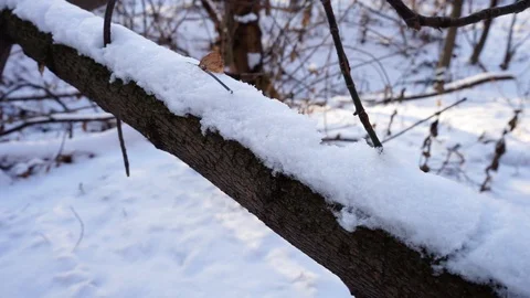 Snow on the tree branches. winter view of trees covered with snow. Stock Footage 99046854