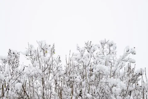 Snow on the tree branches. Winter View of trees covered with snow. The severi Stock Photos