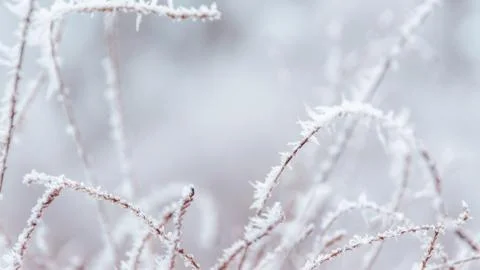 Snow on the tree branches. Winter View of trees covered with snow. The severi Stock Photos