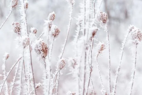 Snow on the tree branches. Winter View of trees covered with snow. The severi Stock Photos