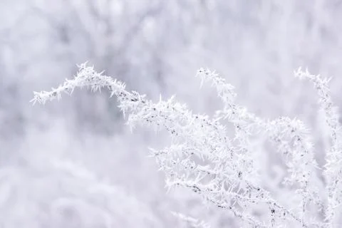 Snow on the tree branches. Winter View of trees covered with snow. The severi Stock Photos