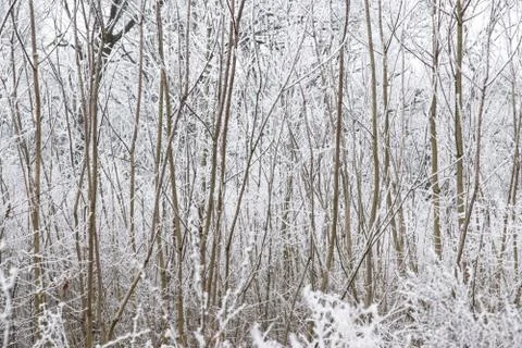 Snow on the tree branches. Winter View of trees covered with snow. The severi Stock Photos