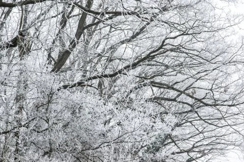 Snow on the tree branches. Winter View of trees covered with snow. The severi Stock Photos