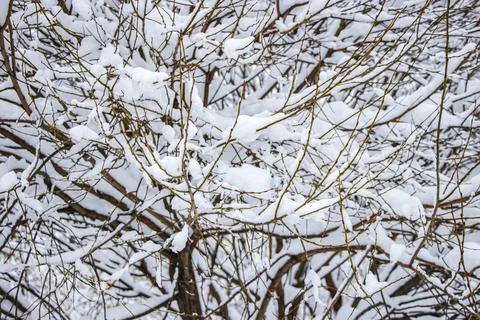 Snow on the tree branches. Winter View of trees covered with snow. 库存照片