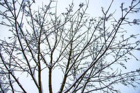 Snow on the tree branches. Winter View of trees covered with snow. Stockfoto's