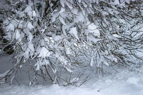 Snow on the tree branches. Winter View of trees covered with snow. Stock Photos